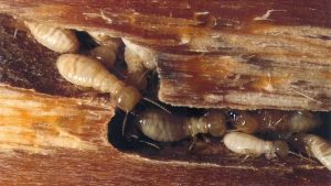 drywood_termites