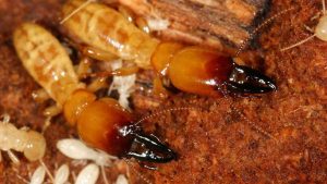 san-francisco-dampwood-termites