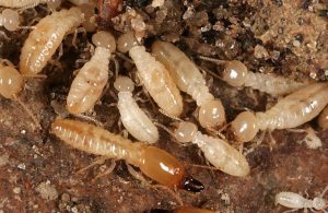 subterrainian-termites