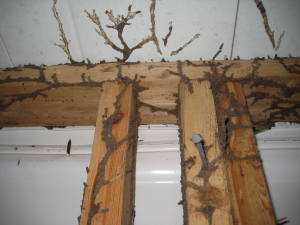 termite tubing on wood framing-resized-600